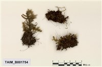 藏品(細枝毛燈苔)的圖片